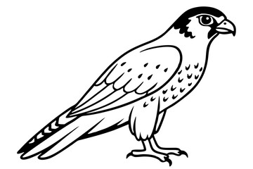 Fototapeta premium falcon line art silhouette vector illustration
