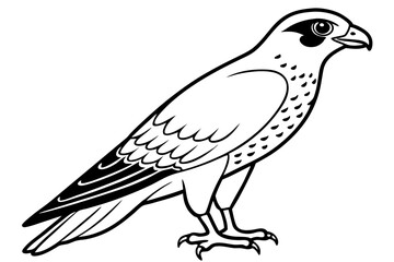 falcon line art silhouette vector illustration