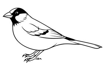 finch line art silhouette vector illustration