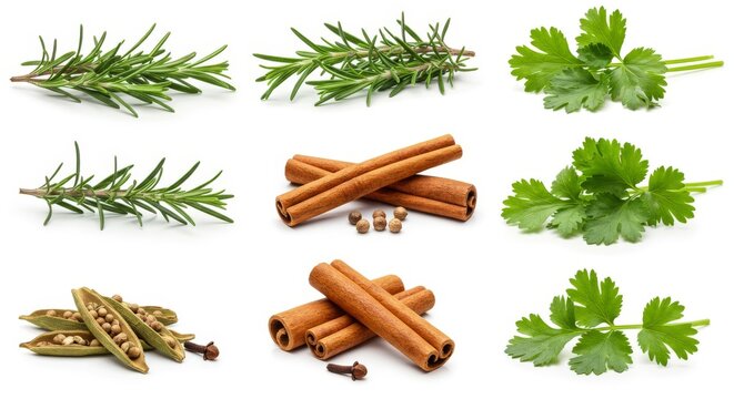 Fresh Herbs and Spices Collection - Aromatic rosemary, cilantro, cinnamon sticks, and cardamom pods. Perfect for culinary and wellness imagery