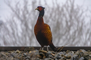 common pheasant standing by the track on stones in the fog. wild bird from the gallinaceous family. colorful bird.