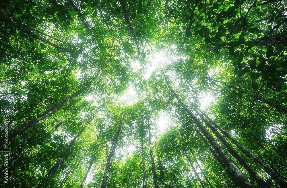 Poster Sunlight filtering through verdant tree canopy, casting dappled shadows across lush forest ground
