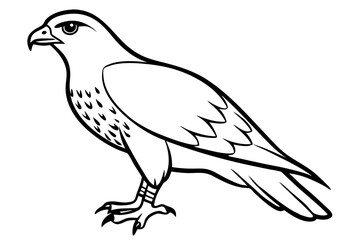 hawk line art silhouette vector illustration