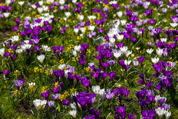 spring flowers in the garden - crocus and narcissus