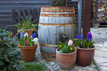  blooming spring flowers - narcissus and hyacinth flowers in clay pots