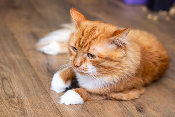 An orange and white cat on a wooden floor with milk dribbling
