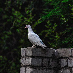 Fototapeta premium Pigeon on the stone