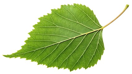 Obraz premium Fresh Green Leaf Isolated on White Background Perfect for Nature Themes and Eco-Friendly Designs