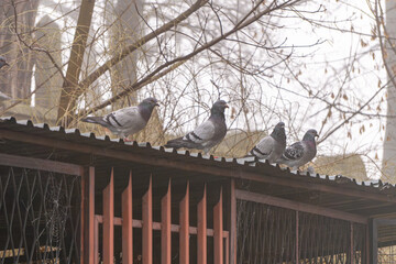 wild pigeons sitting on metal fence grids garbage cans. birds in the fog.