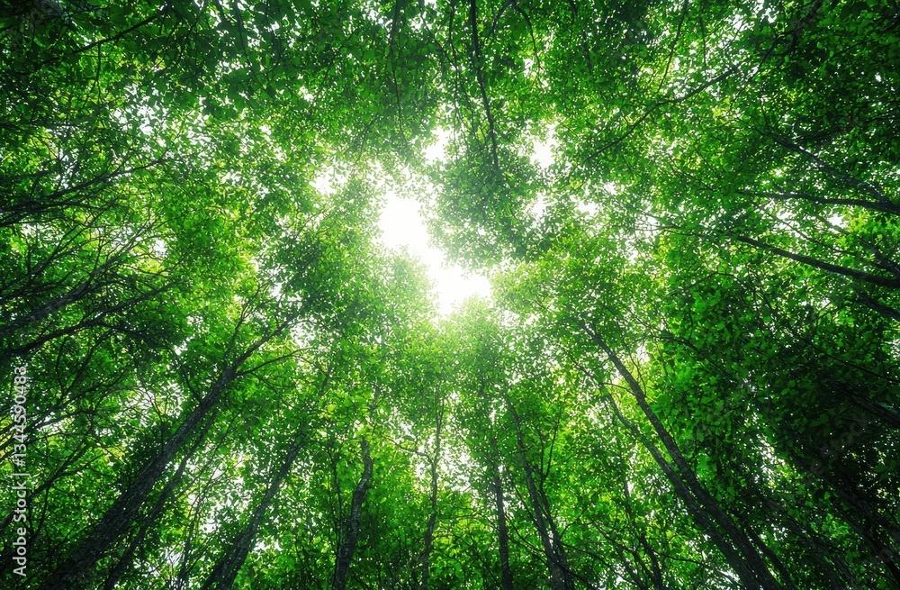 Poster Sunlight filters through a lush, green forest canopy, creating an enchanting and peaceful atmosphere