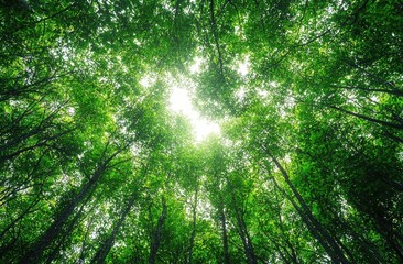 Fototapeta premium Sunlight filters through a lush, green forest canopy, creating an enchanting and peaceful atmosphere