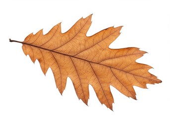 Single Dried Oak Leaf Isolated on White - Autumn leaf, nature , dried foliage, botanical illustration, fall colors. Symbolizing change, nature's cycle, tranquility, time passing, and beauty in decay