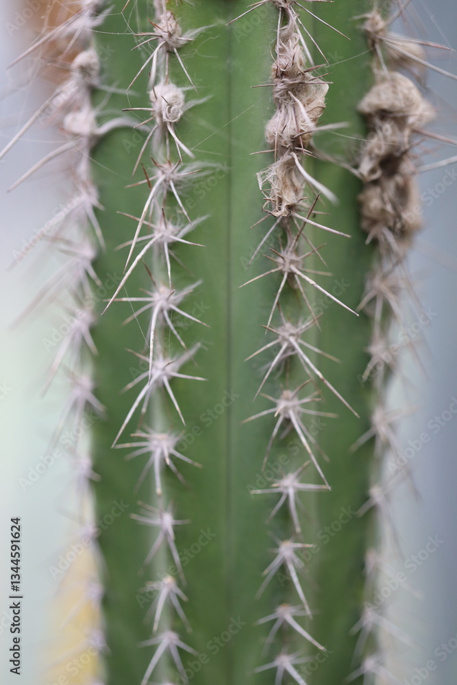 Poster close-up shot of a cactus plant with sharp spines.