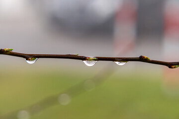 drops on a tree branch with emerging young leaves in early spring. drops on a tree after rainfall