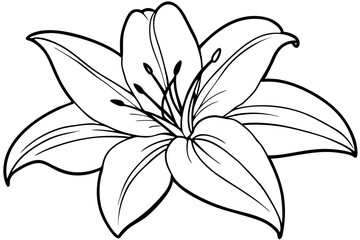 lily line art silhouette vector illustration