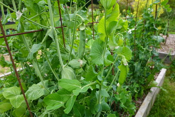 Green pea pods growing on vines in garden supported by metal grid