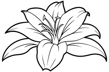 lily line art silhouette vector illustration