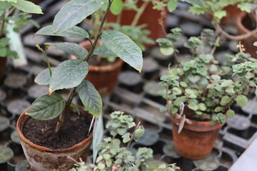 Group of potted plants sitting on a table.