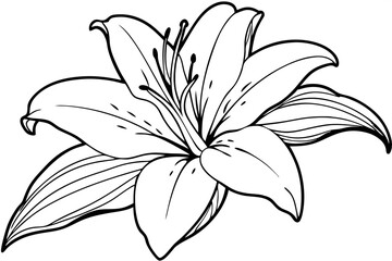 lily line art silhouette vector illustration