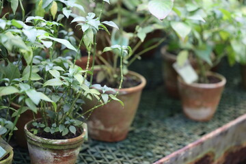 A collection of potted plants placed on a table, perfect for home decor or office use.