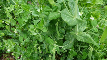 Green pea plants growing in the garden with white flowers and pods