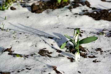 Blooming snowdrop flowers on the snow