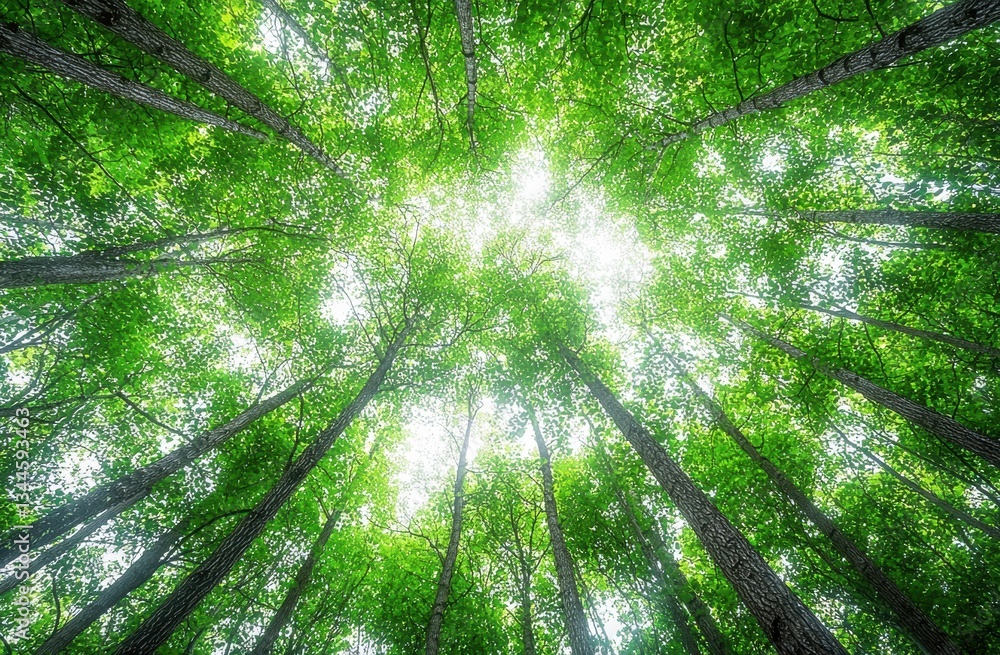 Poster looking up at the vibrant green leaves and sunlight filtering through a dense canopy of tall trees i