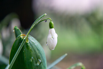 snowdrops with water droplets after morning spring rain. first signs of spring in nature. small...