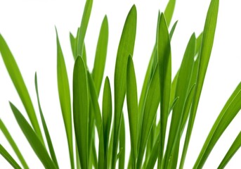 Naklejka premium Vibrant Green Grass Blades - Close-up shot of lush green grass blades against a white background. Perfect for nature, spring, or environmental themes
