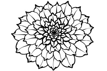 marigold line art silhouette vector illustration