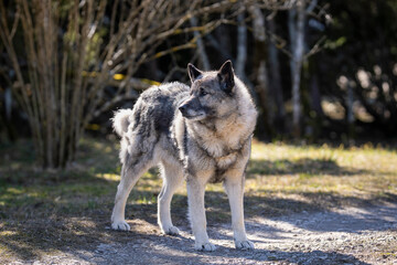 The Norwegian Elkhound has served as a hunter, guardian, herder, and defender. Norwegian elkhound guarding territorium in spring day.  