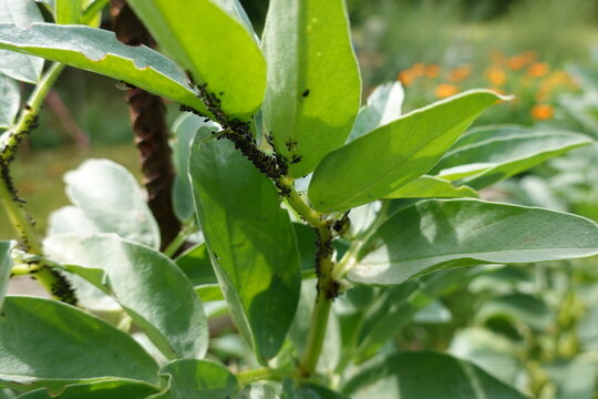 aphid infestation of broad bean crop. aphid attack in the backyard garden. pest