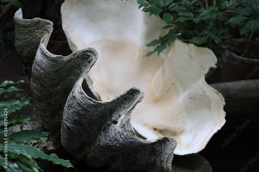 Poster a large clam shell sits atop a rock, awaiting the tide.
