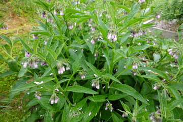 Comfrey plants growing in garden with purple flowers
