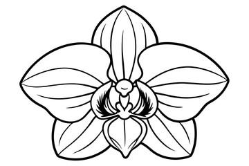 orchid line art silhouette vector illustration