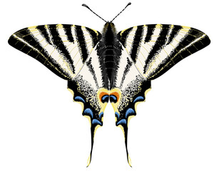 Iphiclides podalirius butterfly with open wings, top view, isolated and in realistic style
