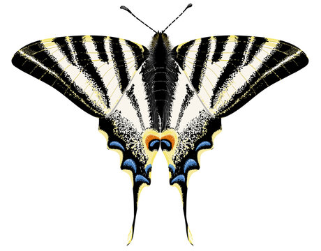 Iphiclides podalirius butterfly with open wings, top view, isolated and in realistic style