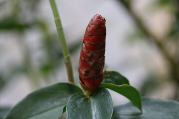 A red flower buds on a green plant, a sign of new life and growth.