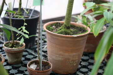 Group of potted plants arranged on a table, suitable for office or home decor.
