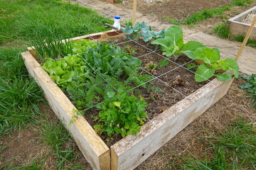 Square foot gardening method organizing vegetable garden plants