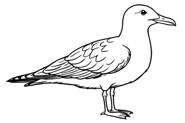 seagull line art silhouette vector illustration