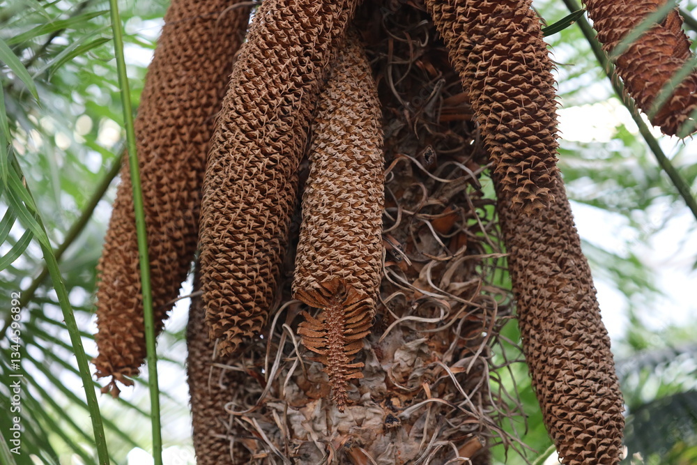 Poster a close-up shot of a tree covered in cones.