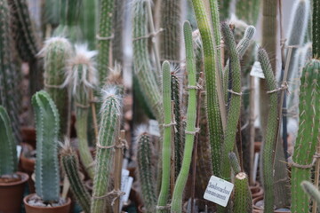 A bouquet of prickly cacti in a decorative planter.