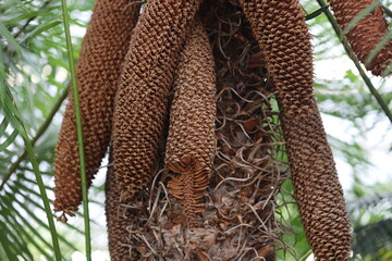 A close-up shot of a tree covered in cones.