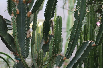 A close-up view of a small cactus plant growing in a pot.