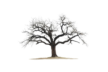 Obraz premium Frozen Tree Beauty