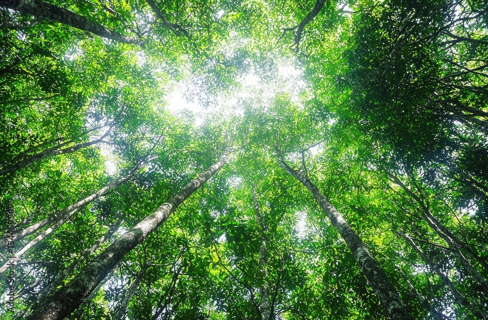 Poster sunlight filtering through verdant forest canopy, casting soft, dappled light across serene woodland