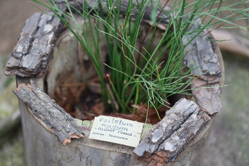 A plant in a pot with a sign on it, great for use in an office or home decoration.