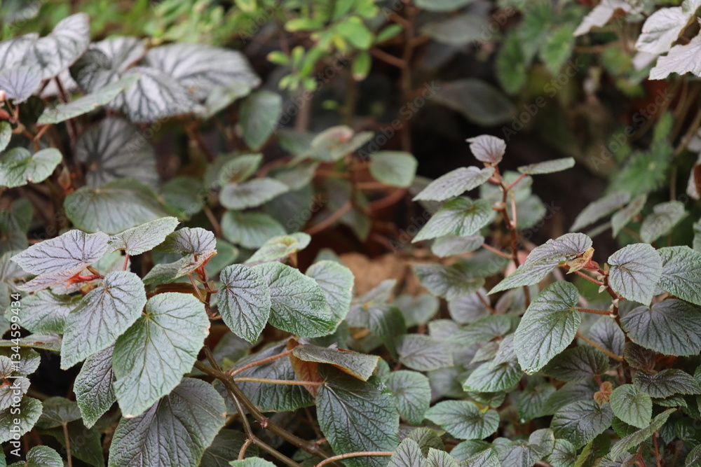 Poster a detailed view of a plant with numerous leaves, ideal for use in botanical or nature-themed project