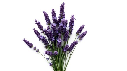 Obraz premium Lavender Bouquet Against White Background for Aromatherapy and Spa Concepts
